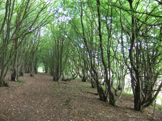 Coppicing
                woodland